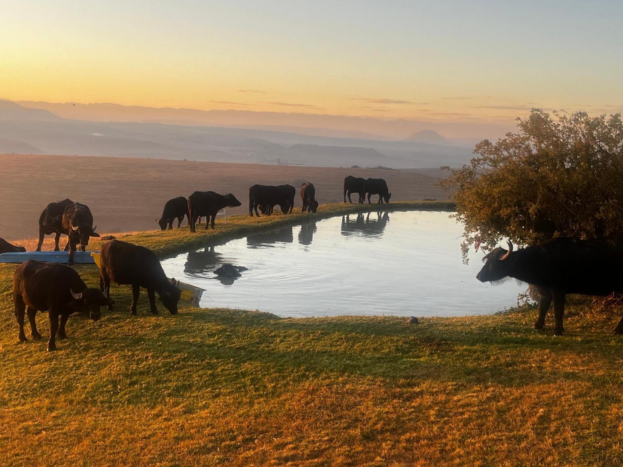Uitzicht Private Nature Reserve And Lodge Fouriesburg Εξωτερικό φωτογραφία